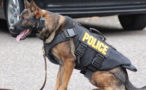 Τρίκαλα: Αστυνομικός σκύλος εντόπισε κάνναβη σε σπίτι 